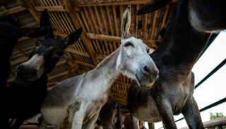 جبن الحمير الصربي فريد من نوعه
