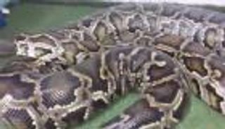 شرطة كامبريدج تبحث عن الأفعى آكلة البشر