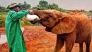 كينيا.. مغامرة التنزه وسط الطبيعة ومحميات الحيوانات