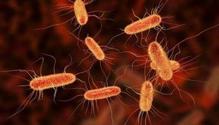 بكتيريا الإشريكية القولونية "E. coli".