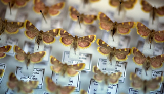 الدوافع وراء انقراض الحشرات تتمثل في التحضر والتلوث