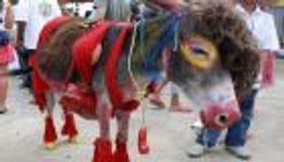 مهرجان الحمير.. قبعات وشعر مستعار وجوارب ملونة