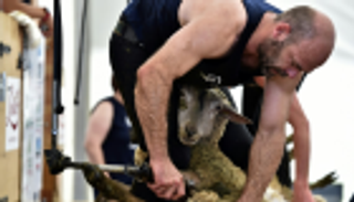 بطل العالم في جز صوف الخراف.. 320 من 34 بلدا يتنافسون بفرنسا