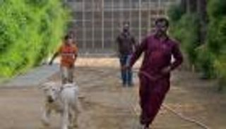 الأسود حيوانات "أليفة" في باكستان.. تتنزّه بالأماكن العامة