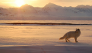 ثعلب يقطع 3500 كيلومتر من النرويج إلى كندا.. إنجاز قياسي