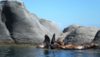 لحماية "الفاكيتا".. بحر كورتس بقائمة التراث المعرض للخطر