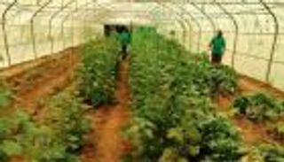 الزراعة المحمية.. أحدث مشاريع "التحالف" التنموية لدعم اليمن