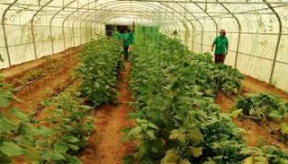 دول التحالف تواصل مشاريعها التنموية في اليمن