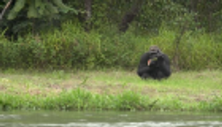 طائرة رئاسية لنقل غوريلاتين من فرنسا إلى الجابون