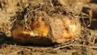 تحذير دولي من المخاطر الكارثية لألغام الحوثي