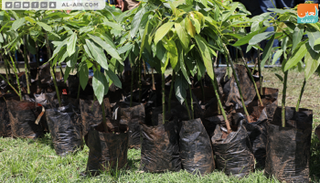 حملة لغرس 10 آلاف شتلة أفوكادو في إثيوبيا