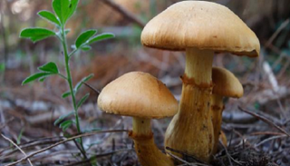 فطر "روسولا سيبنيغريكانس هونجو"