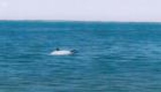 التحالف يحبط محاولة حوثية لاستهداف سفينة بالبحر الأحمر