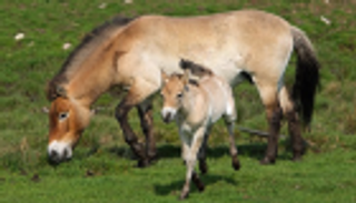 الصين تسجل ولادة 4 خيول برية نادرة