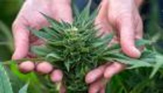 "الحشيش" يدمر الأنسجة العصبية لمرضى الاكتئاب