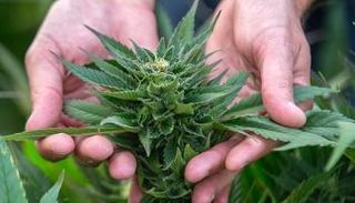 نبات الحشيش 