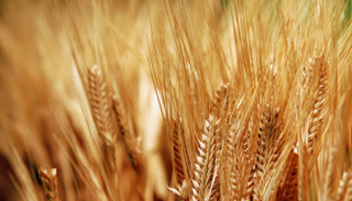 باحث في علم الأحياء الزراعي يقول إنه وزملاءه جمعوا بذورا على مدى سنوات