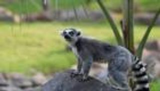 يسرق أكبر "ليمور" في أمريكا الشمالية.. ثم يفاجئ الجميع