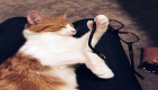 قاتل "القط الأول" لنيوزيلندا يعترف.. ورئيسة الوزراء تسامحه