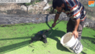 "الأزولا" يدخل غزة.. علف اقتصادي صديق للبيئة