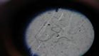 إيقاظ أحياء دقيقة دُفنت في سيبيريا قبل 40 ألف عام