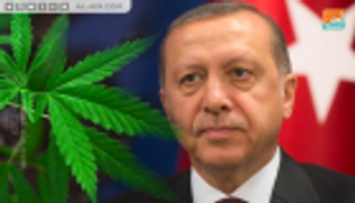 أردوغان المتحكم الأول في زراعة "الخشخاش" بتركيا