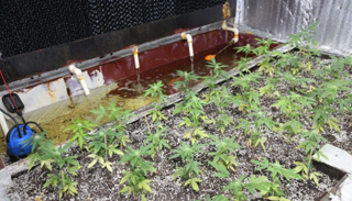 الشرطة الألمانية تصادر 500 نبتة ماريجوانا غربي البلاد - أرشيفية