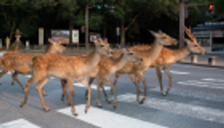 الأكياس تقتل 9 غزلان في اليابان