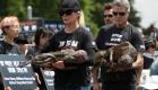 لحوم الكلاب تدفع ممثلة أمريكية للتظاهر في كوريا