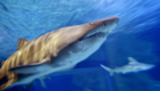 البلاستيك يطرد أسماك القرش من البحر المتوسط