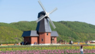 مليون زهرة توليب تحول مزرعة يابانية لمزار سياحي 