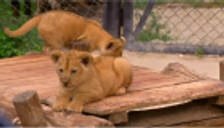تحديا للانقراض.. زئير شبليْن يدوّي في "حديقة التشيك"