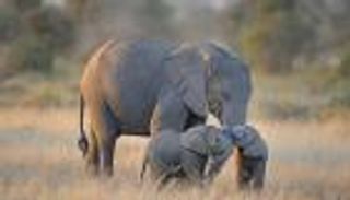 مكافحة جرائم الصيد ترفع أعداد الفيلة ووحيد القرن بتنزانيا