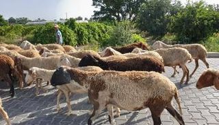 رعاة الأغنام.. رحلة مخاطرة يومية على حدود غزة