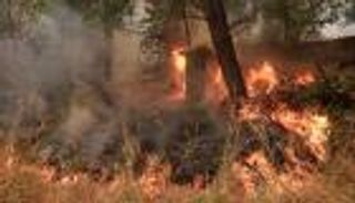 النيران تأكل 2500 هكتار من محمية المحيط الحيوي في المكسيك