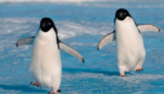 بطاريق تحاول العودة لمطعم سوشي.. وسلطات نيوزيلندا تحذر من دهسها