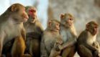 القرود تشاهد الأفلام.. والباحثون يستخلصون النتائج