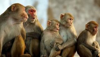 القردة باتت حريصة على القرب من بعضها بعد مشاهدة الأفلام