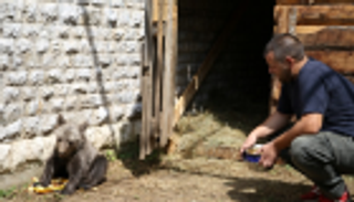 دبة تهرب من الصيادين لتصبح نجمة حديقة سراييفو