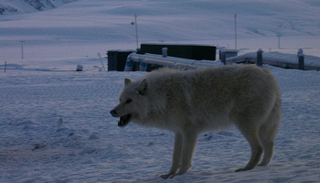 ذئب قرب قاعدة أليرت العسكرية الدائمة في القطب الشمالي