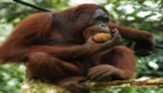 تراجع أعداد "إنسان الغاب" في ماليزيا