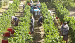 معارض تركي: "الخطة 11" مسمار أردوغان الأخير في نعش الزراعة