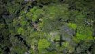 20 ألف شجرة و4 غابات حضرية لمواجهة الحر في باريس