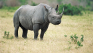 الفيضانات تقتل 141 حيوانا بريا بالهند