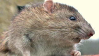 القوارض تقتل الكلاب في أستراليا