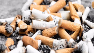 أعقاب السجائر تضعف نمو النبات