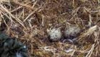 كتاكيت نورس البحر تتواصل داخل البيض