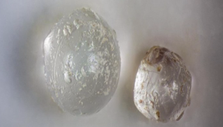 الخرزات التي وجدت بداخل المحار المتحجر في فلوريدا