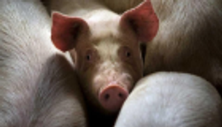 حريق يقتل 2500 خنزير في مزرعة شمالي ألمانيا