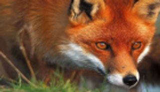 ثعلب يعض مريضة في مستشفى سويسري.. هكذا تسلل